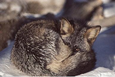 《关于我转生变成史莱姆这档事 坦派斯特开拓谭》将于2024年8月8日登场！